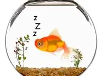 魚會睡覺的嗎?
