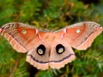 蝴蝶翅膀上的花紋有什麼用呢?