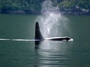 為什麼鯨魚會噴水?