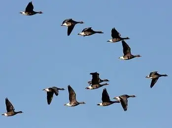 為什麼大雁飛行時會排成＂人＂字型？