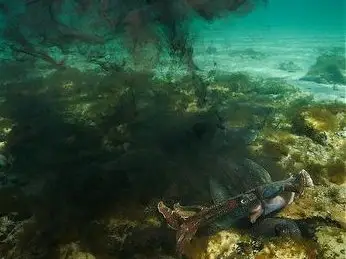 為什麼墨魚要噴墨呢？