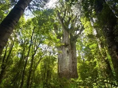 為什麼樹幹是圓的呢？
