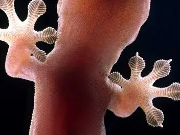 壁虎為什麼能爬在牆上不掉下來？