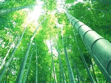 什麼植物長得最快呢？