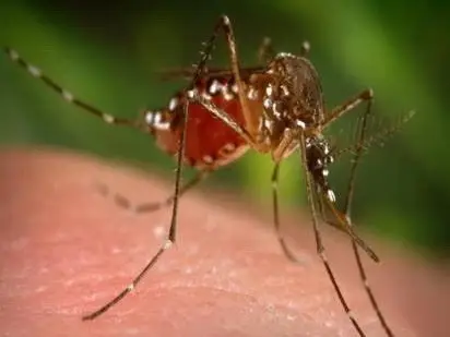 為什麼蚊子要吸血呢？