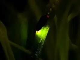 為什麼螢火蟲會發光呢？
