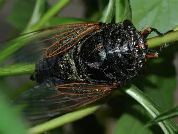為什麼蟬在夏天會不停鳴叫呢