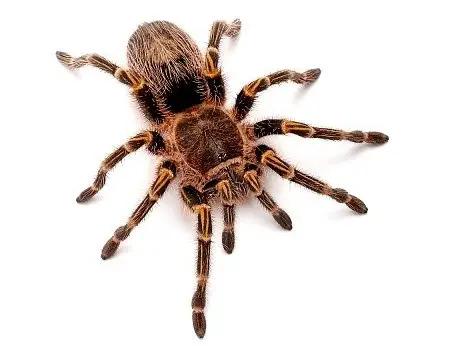 為什麼蜘蛛不是昆蟲呢？