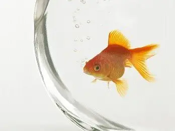 為什麼魚能在水中呼吸呢？