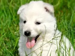 為什麼在夏天狗愛吐舌頭？