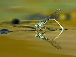 為什麼蜻蜓要點水？