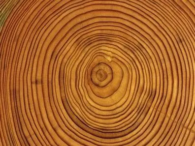 怎樣知道樹木有幾歲呢？