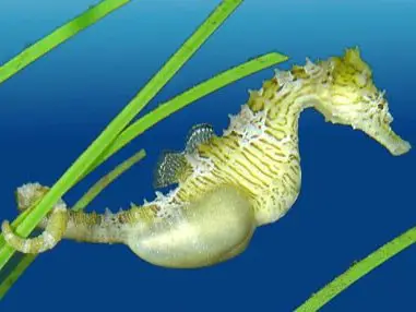 為什麼海馬爸爸會懷孕呢？