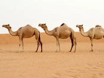 為什麼駱駝可在沙漠中幾天不喝水呢？