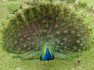 為什麼孔雀會開屏呢？