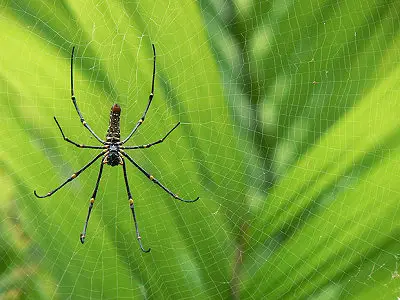 為什麼蜘蛛不會被自己的網黏著呢？
